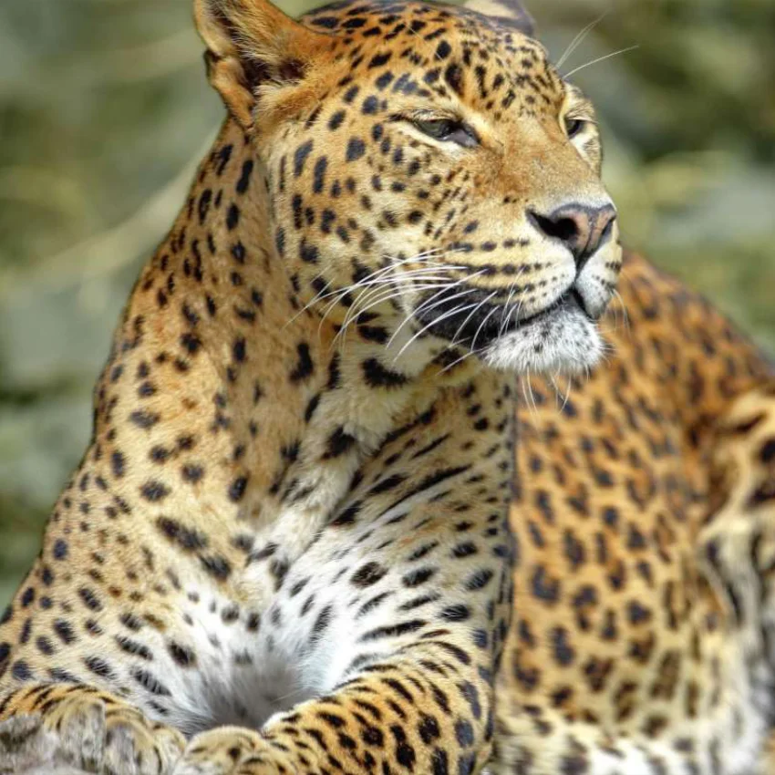 maho-sights-wilpattu