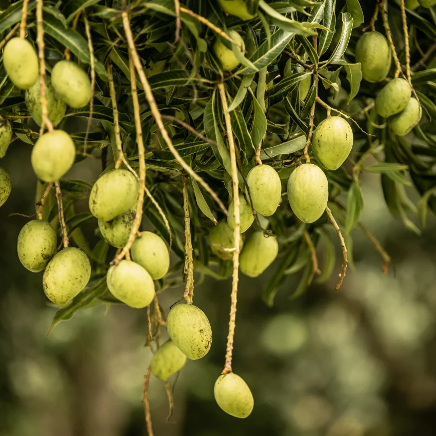 ayurveda-botanischer-garten-2