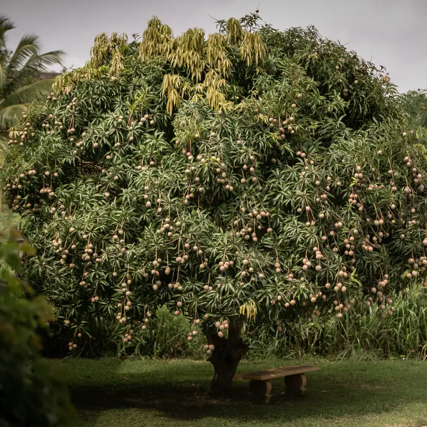ayurveda-botanischer-garten